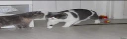 British Shorthair cats for sale: Amazing British Shorthair Bicolour kittens  - Advert 10