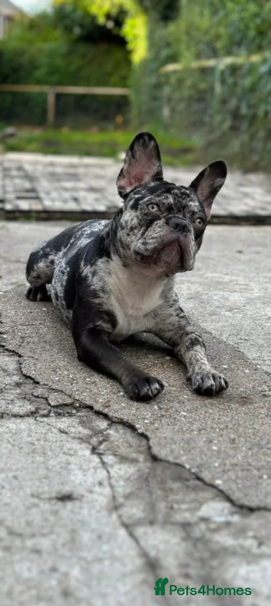 French Bulldog dogs for sale: ​🐾 Exceptional 12-Week-Old French Bulldog Boys!🐾 - Advert 12