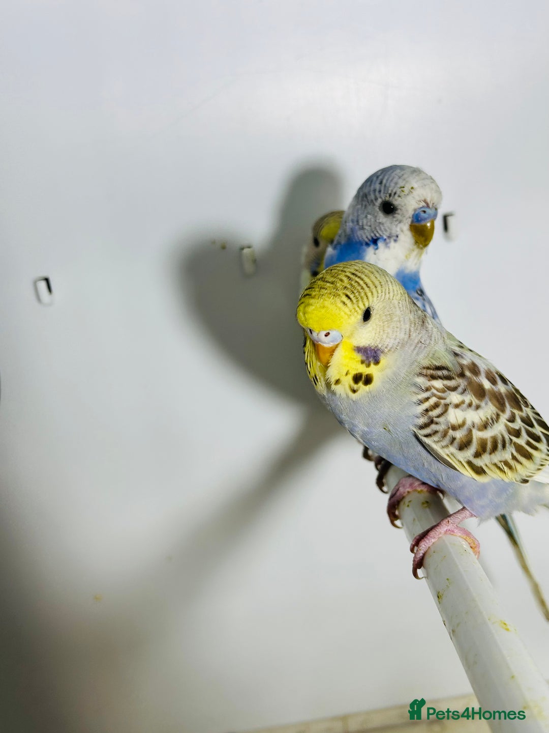 Budgerigars birds for sale: Stunning baby rainbow/pied budgies  in Luton - Image 7