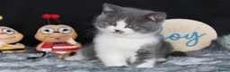 British Shorthair cats for sale: Tica registered British Shorthaired kittens - Advert 27