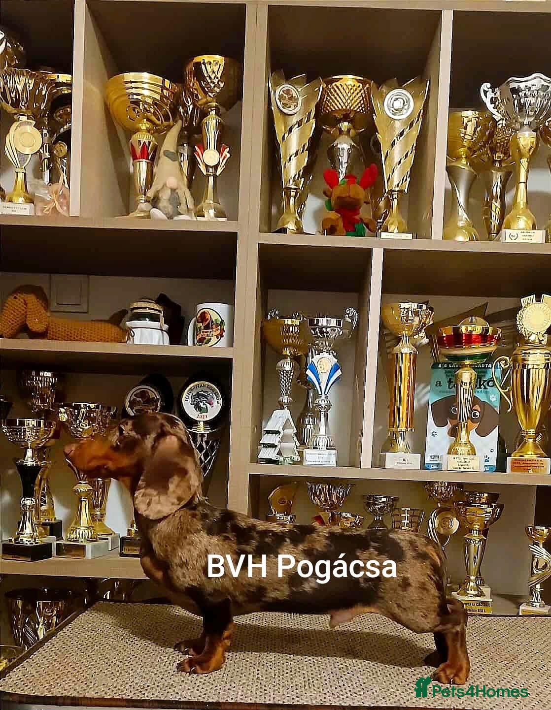 Dachshund dogs Dachshund  - Advert 9