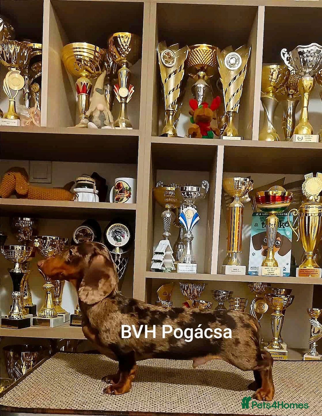 Dachshund dogs for sale: Dachshund  - Advert 1