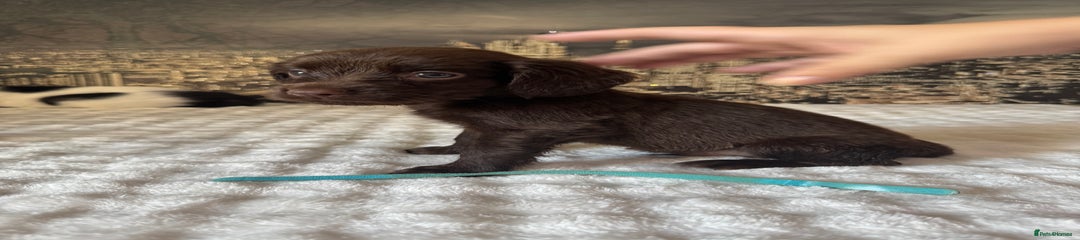 Springador Puppy 2