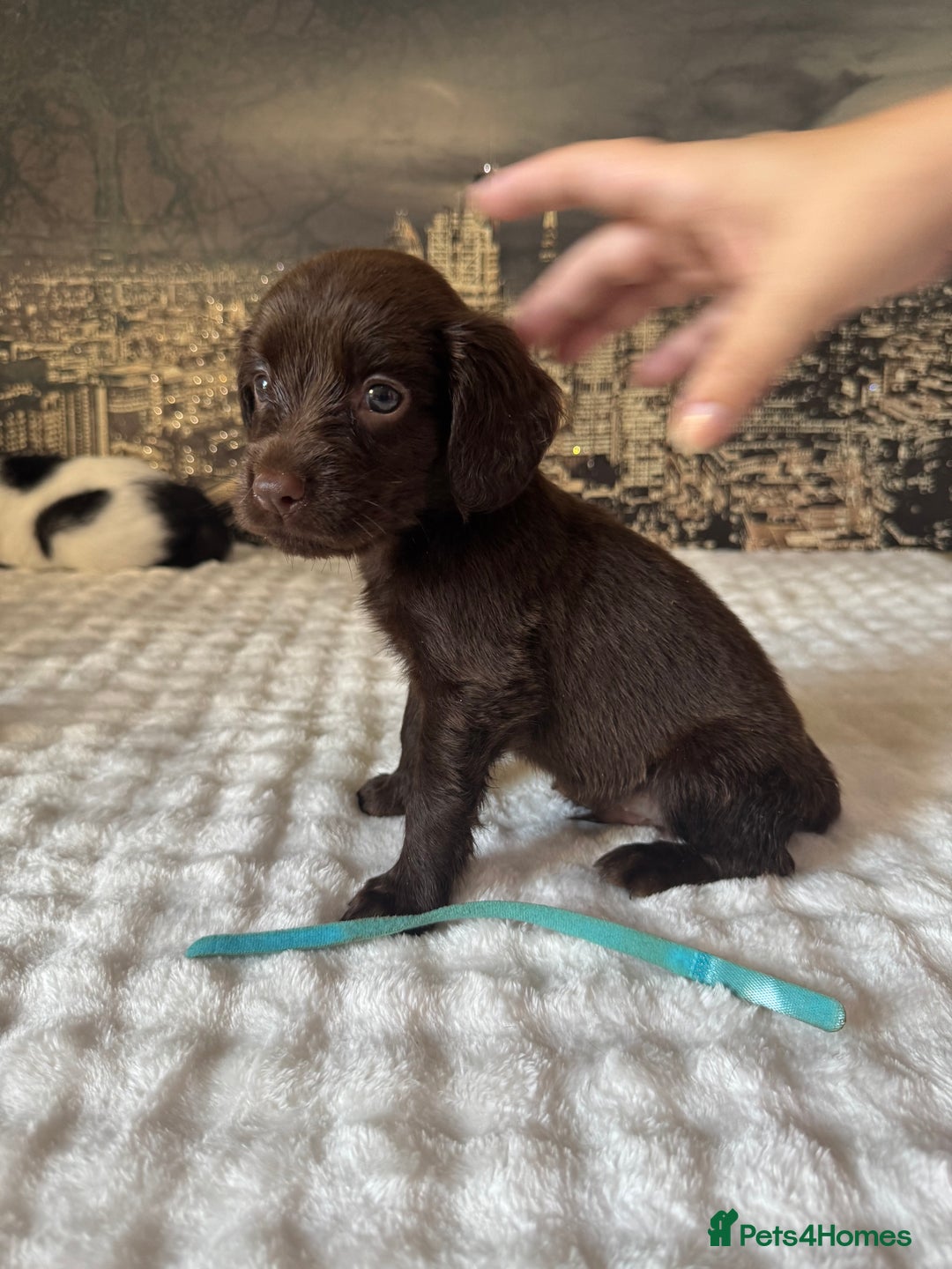 Springador dogs for sale: Chocolate Springador Puppies – Ready Soon! 🐾 - Image 6