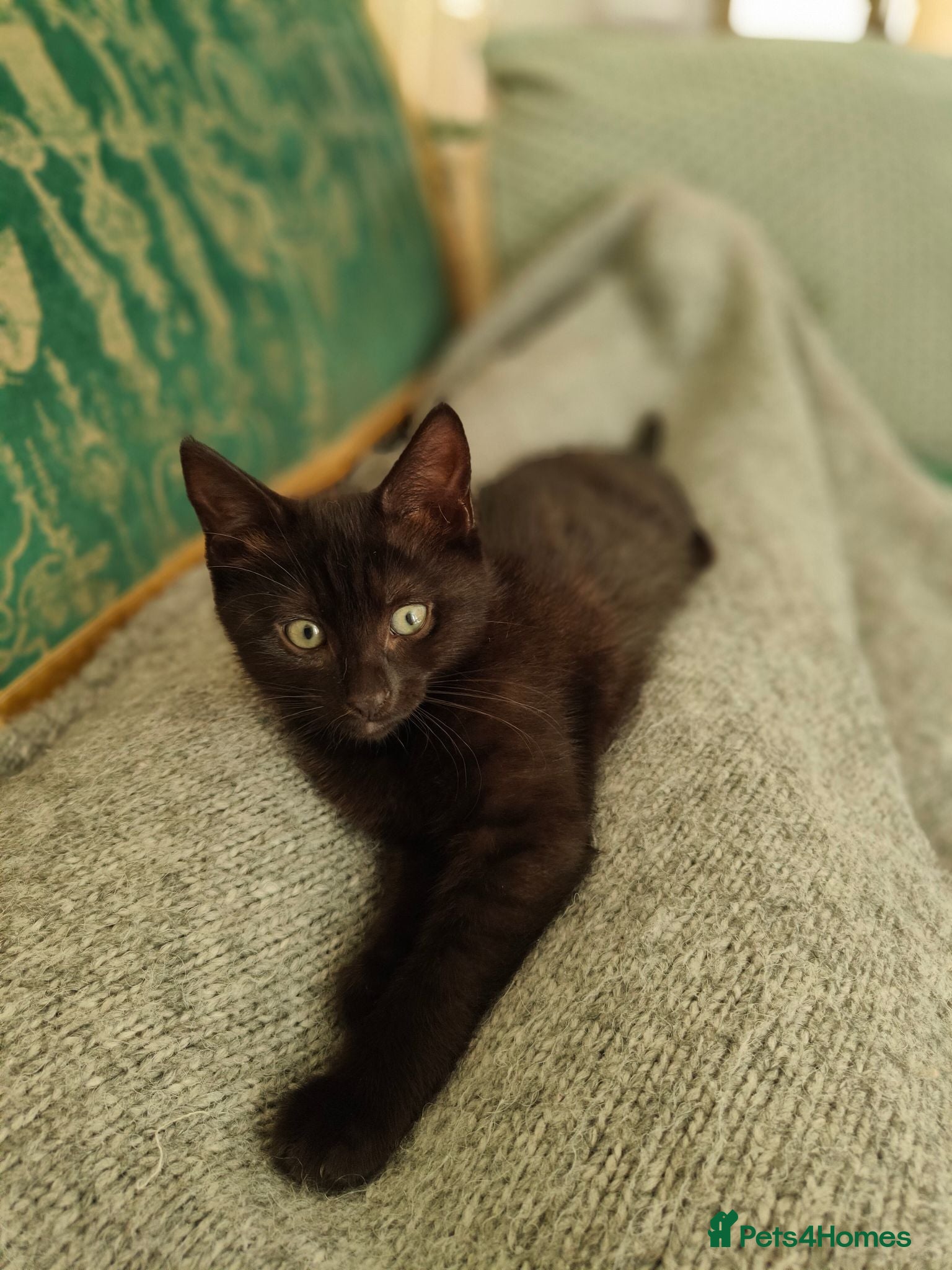 Mixed Breed cats Kitten are looking for forever home. - Advert 1