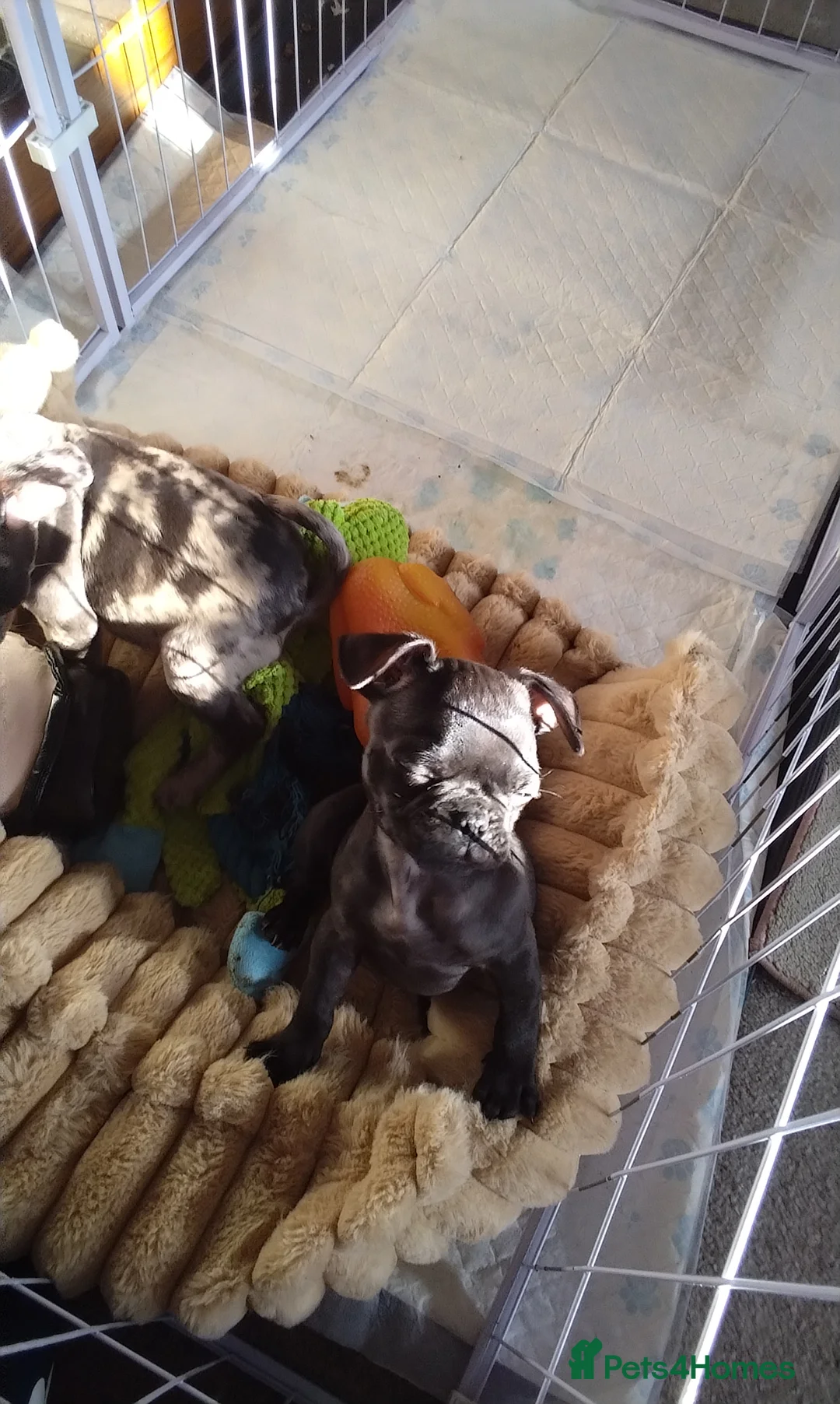 Frug dogs for sale: Frug  in Alton - Advert 3