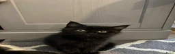 British Shorthair cats for sale: ✨ beautiful black/blue British Shorthair kittens✨ - Advert 14