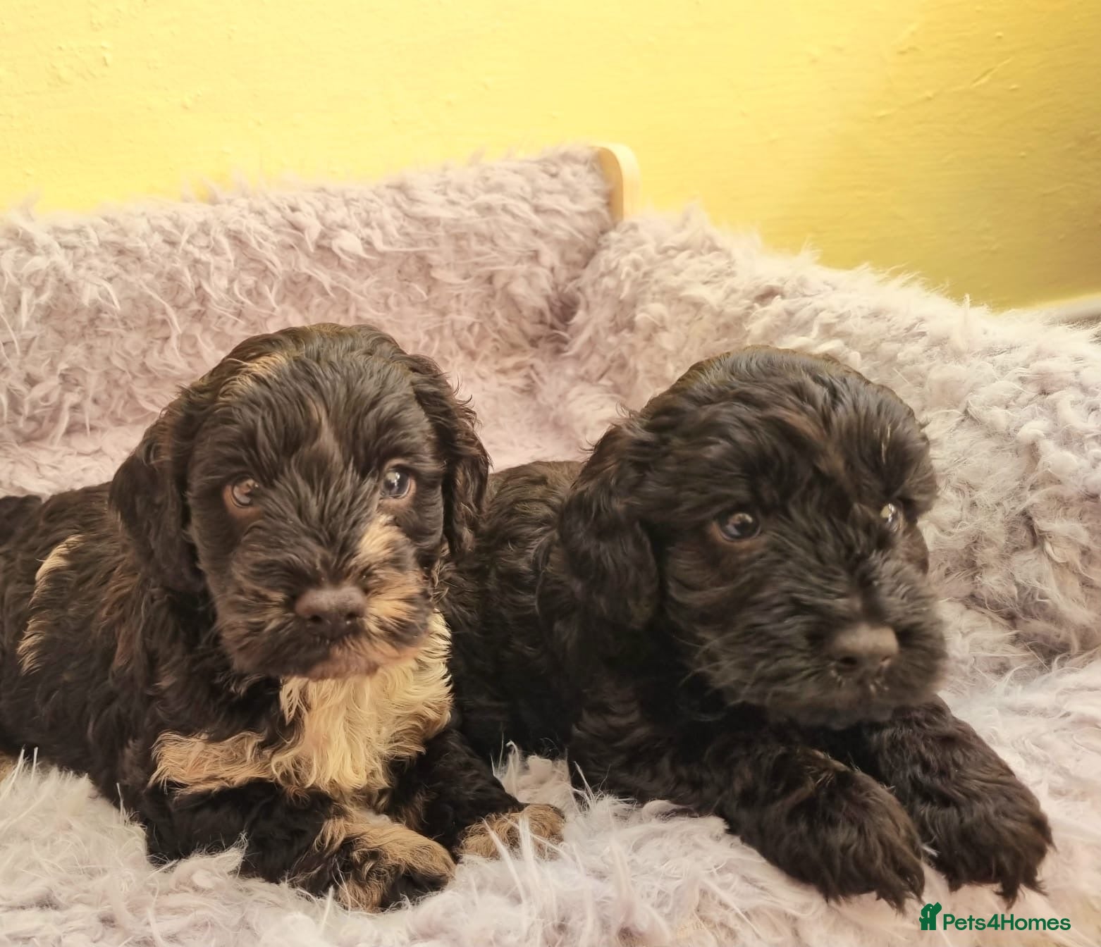 Cockapoo dogs Cockapoo puppies - Advert 1