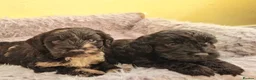 Cockapoo dogs for sale: Cockapoo puppies - Advert 6