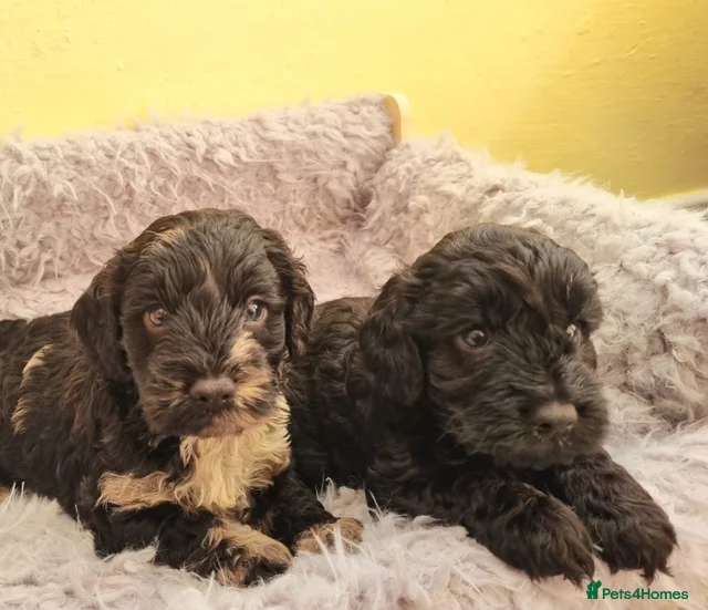 Ready now 2 Girls & 2 Boys 🩵🩷 for sale in Llanfairpwllgwyngyll | Pets4Homes