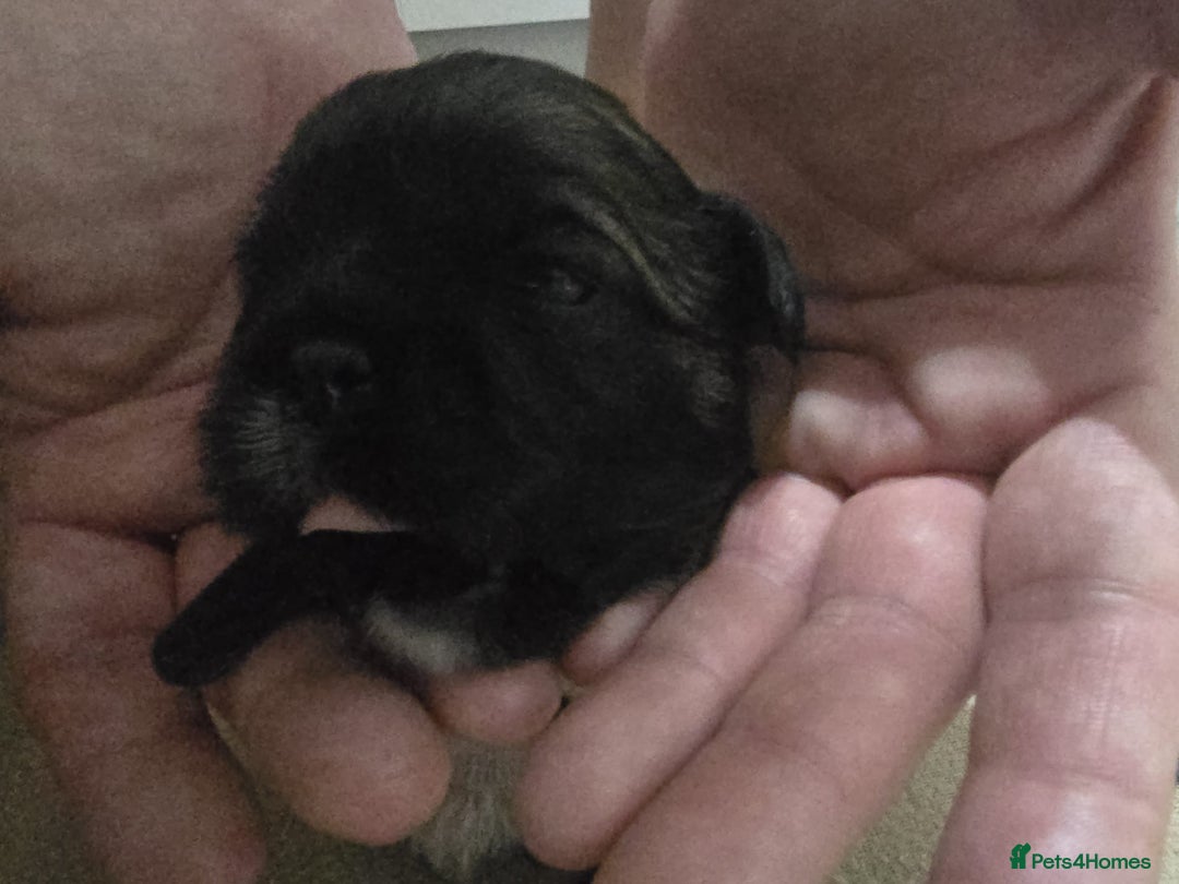 Shih Tzu dogs for sale: Shih tzu pups - Advert 19