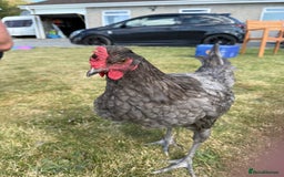 Chickens poultry for sale: 2 x Cockerels for sale - Image 5