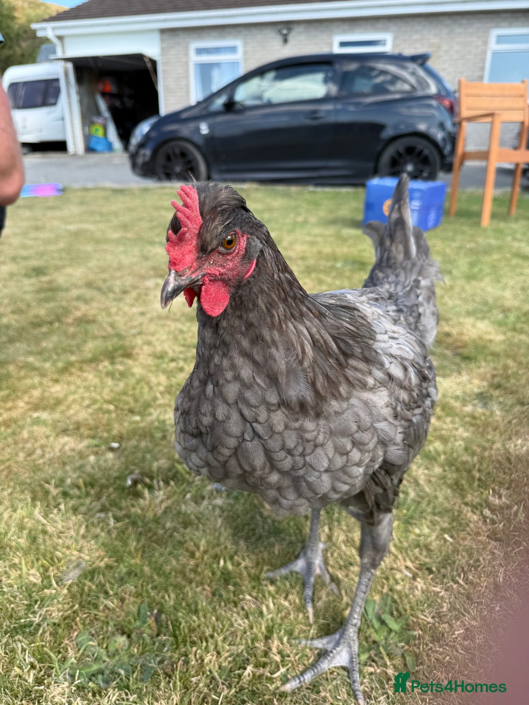 Chickens poultry for sale: 2 x Cockerels for sale - Image 5