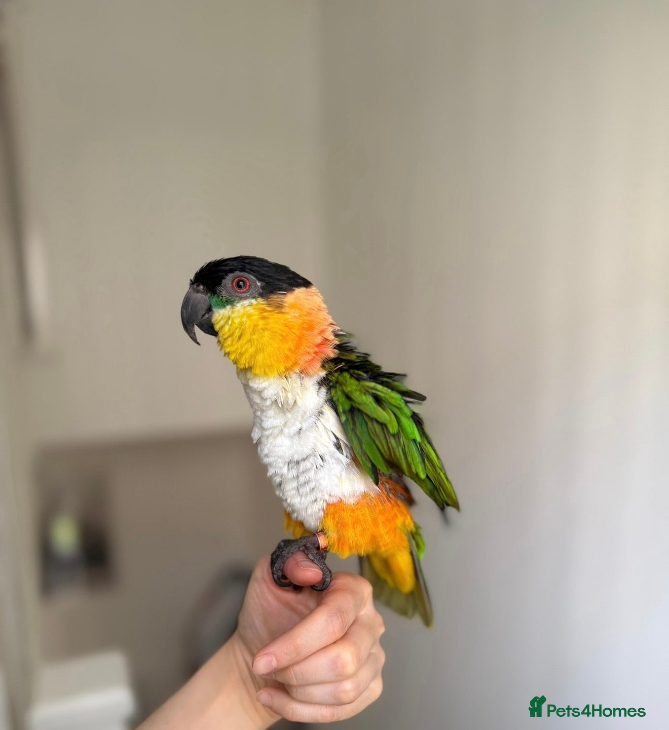 Parrots birds Caique parrot - Advert 4