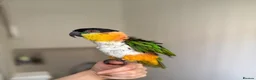 Parrots birds for sale: Caique parrot - Advert 2