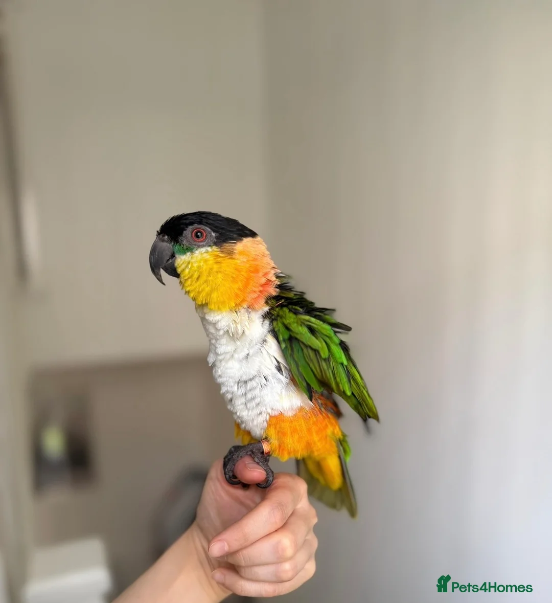 Parrots birds for sale: Caique parrot - Advert 2