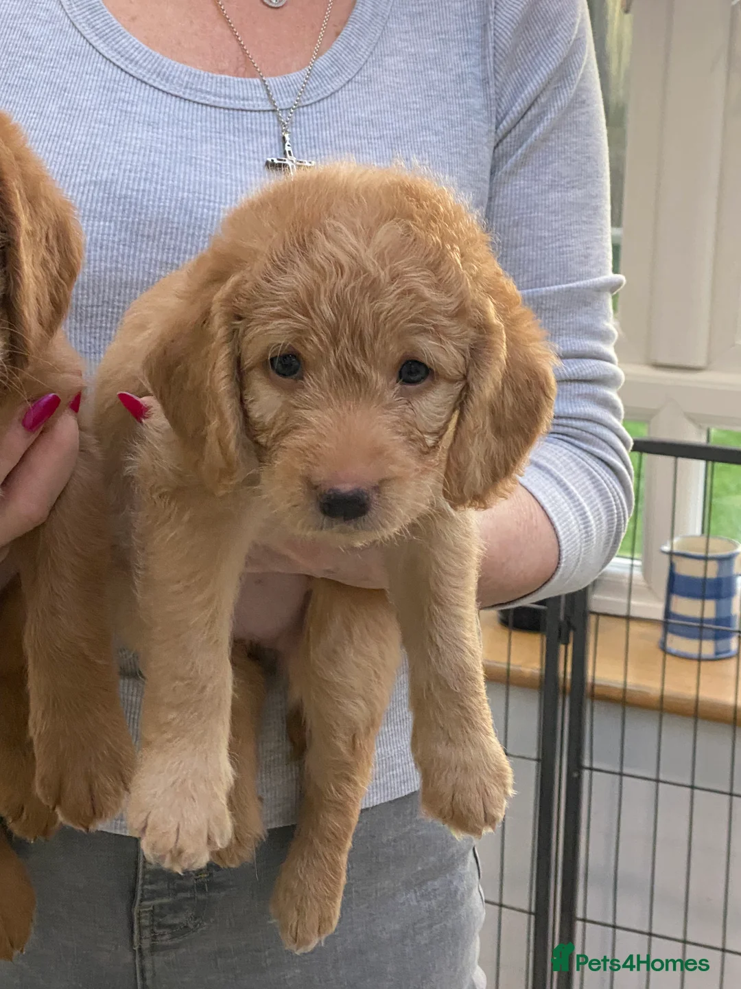 Labradoodle dogs for sale: F1 Red Miniature Labradoodles  - Advert 8