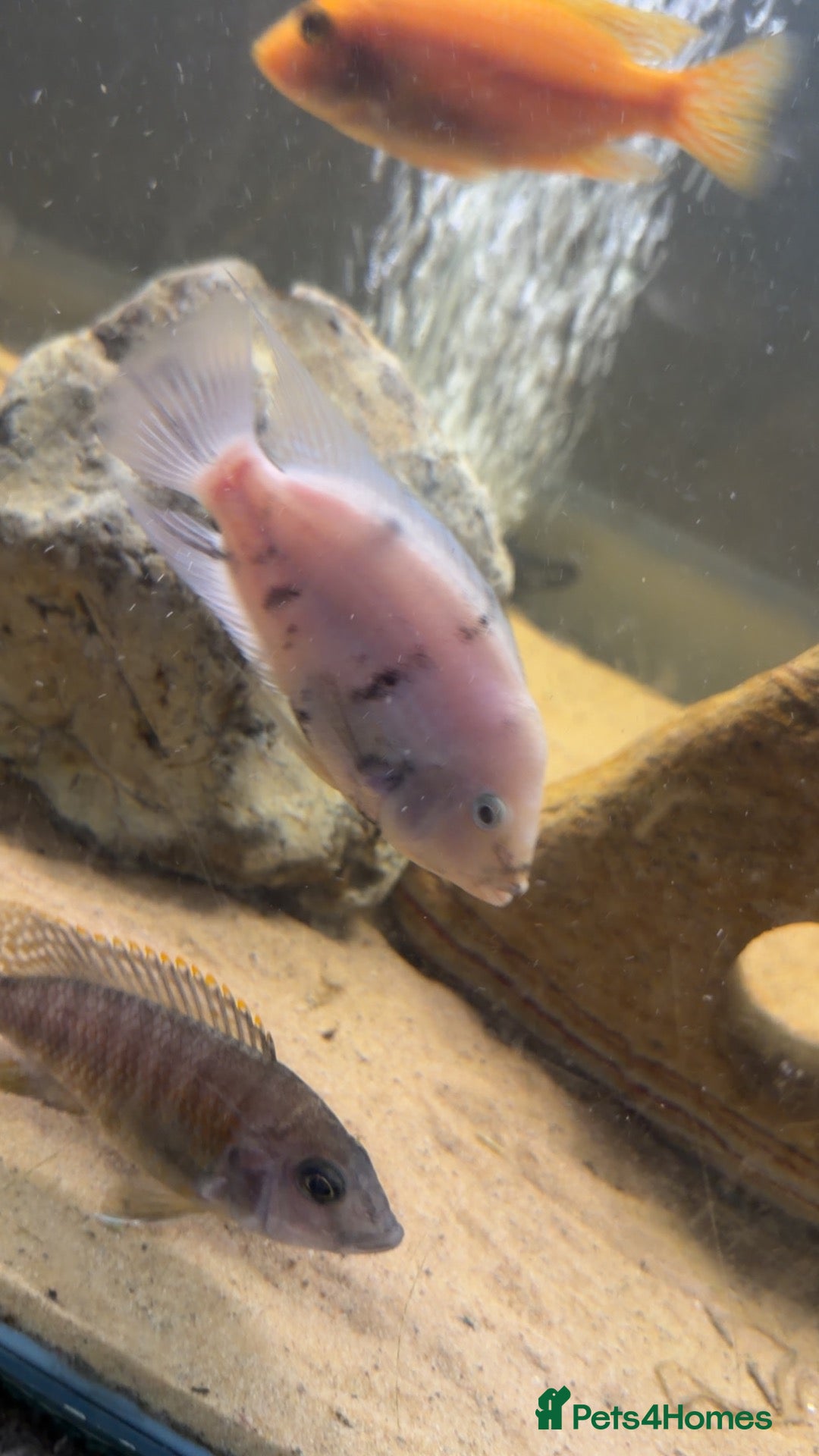 Cichlids fish Marble Convicts Juvenile  - Advert 16