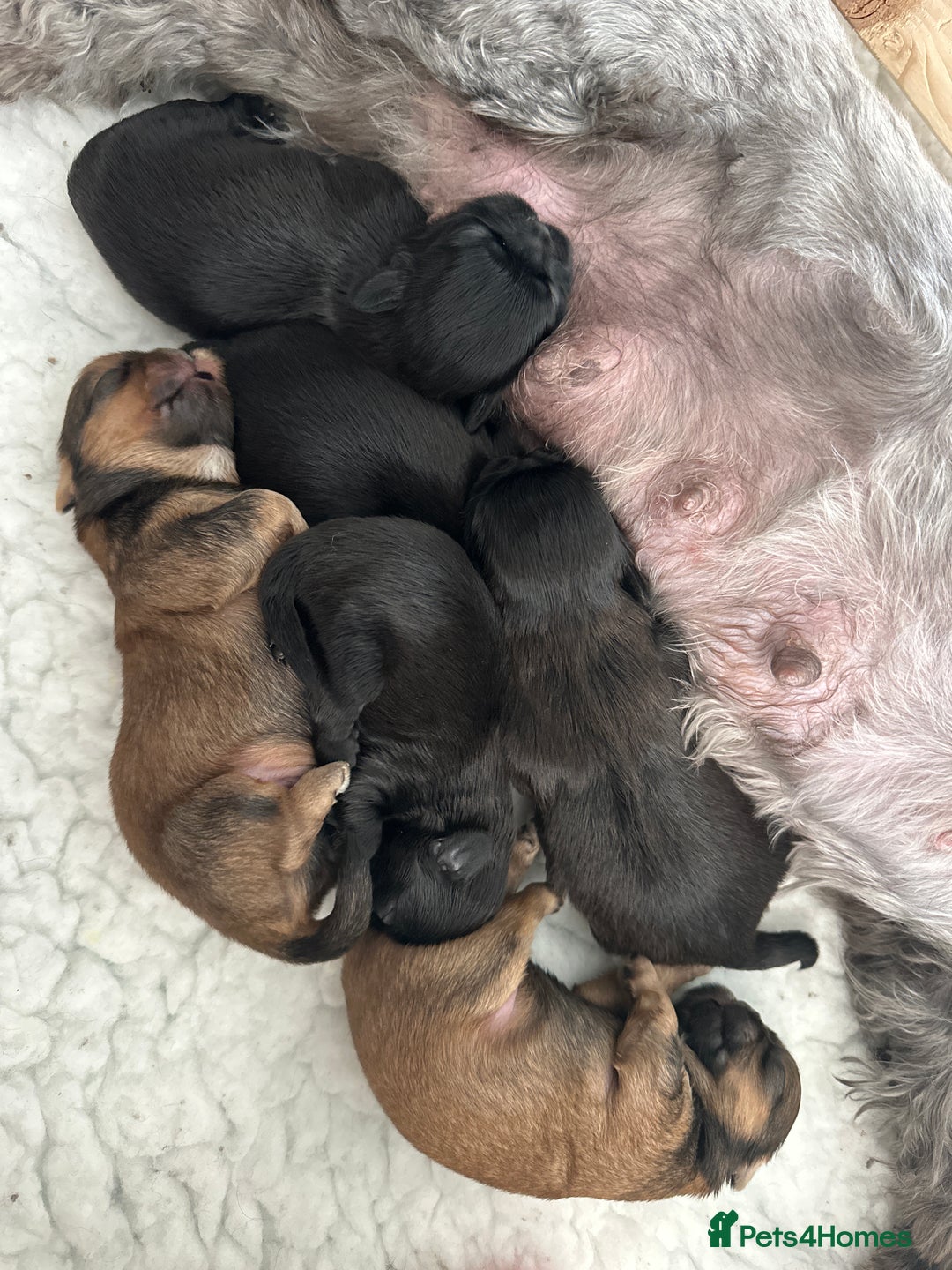 Shih Tzu dogs for sale: Beautiful Shih Tzu Puppies - Male & Female - Image 3
