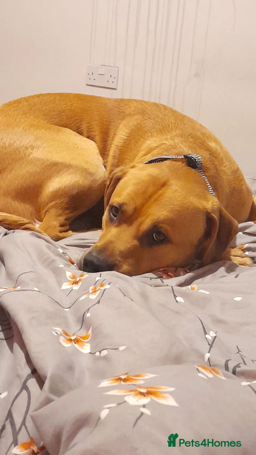 Mixed Breed dogs for sale: 1 year old Louis  - Advert 2