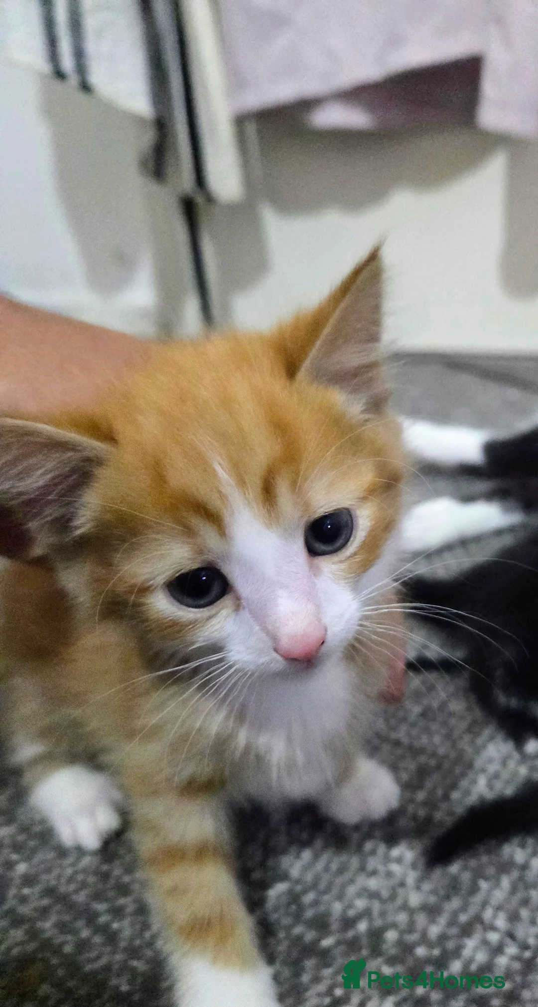 Mixed Breed cats for sale: Male kitten - Advert 7