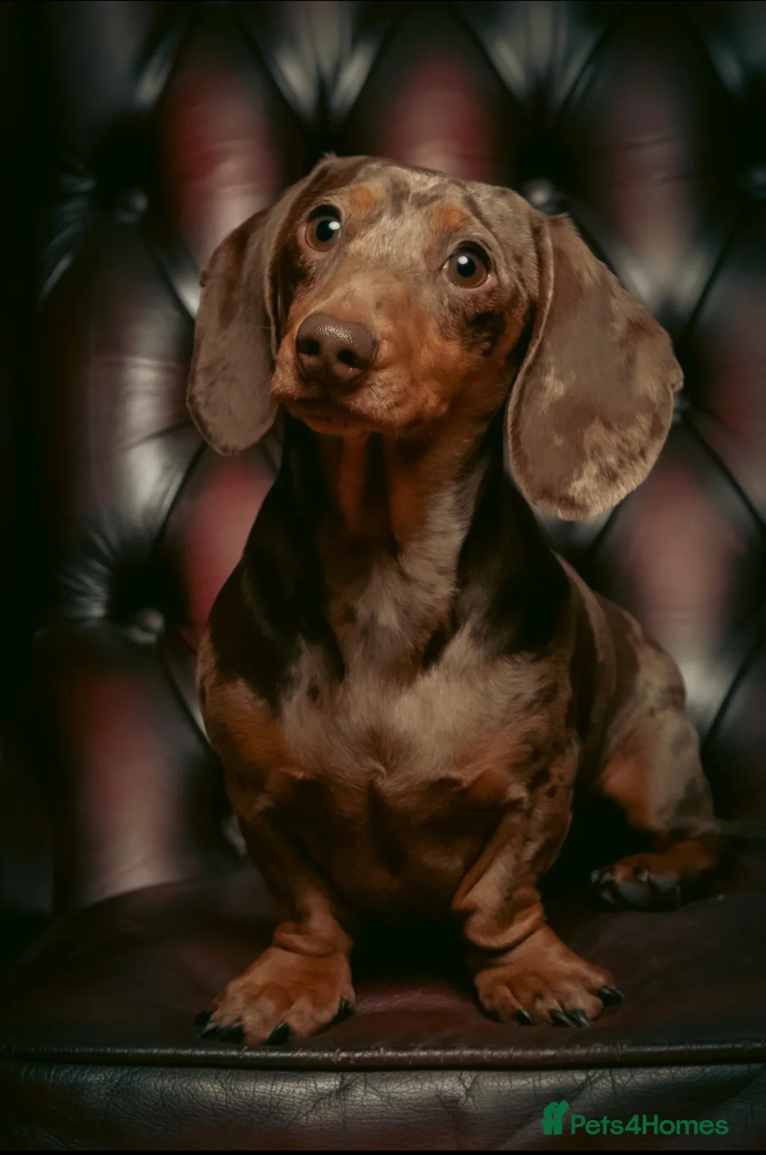 Miniature Dachshund dogs for stud: Richmond the sausage -KC Reg-DNA tested,Proven in Pentre - Advert 1
