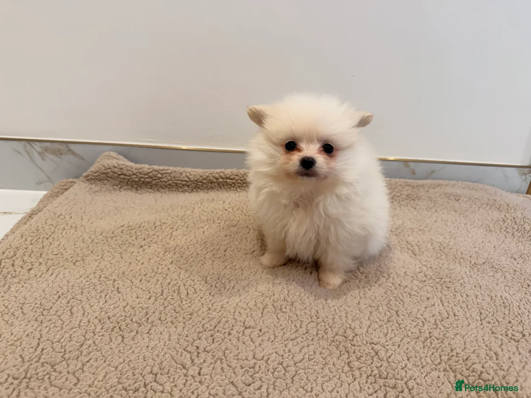 Pomeranian dogs for sale: 3 beautiful creamy/white Pomeranian puppies - Advert 10