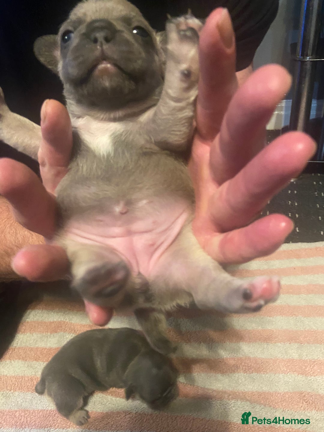 Mixed Breed dogs for sale: French bulldog/English bulldog - Advert 12