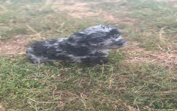Mixed Breed dogs for sale: Froodle pups - Image 6