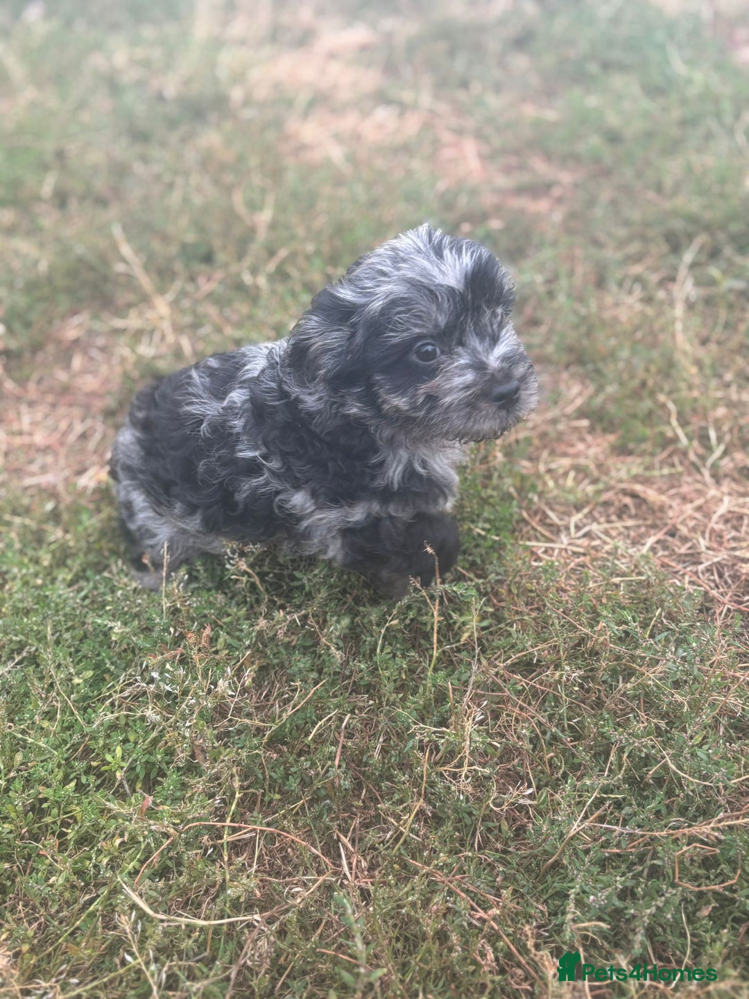 Mixed Breed dogs for sale: Froodle pups - Image 6