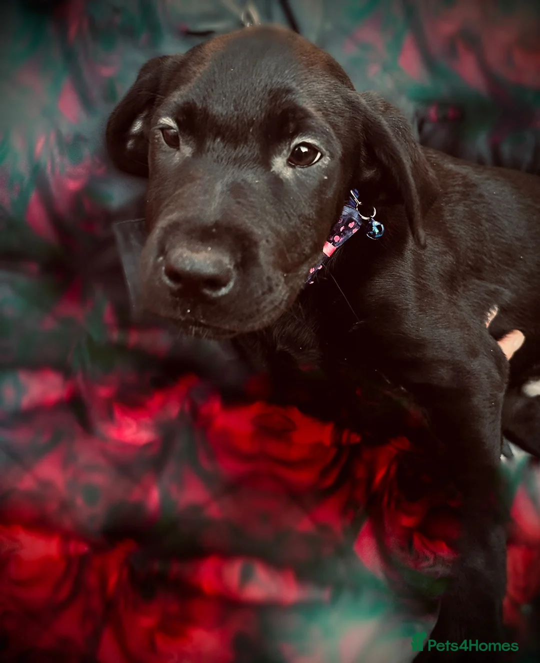 Labrador Retriever dogs for sale: Unique Happy,Healthy beautiful angels well trained - Advert 15