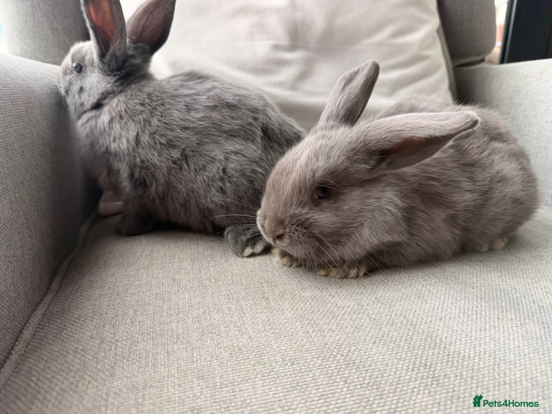 Mini Lion Lop rabbits for sale: Minnie lion lop - Advert 4