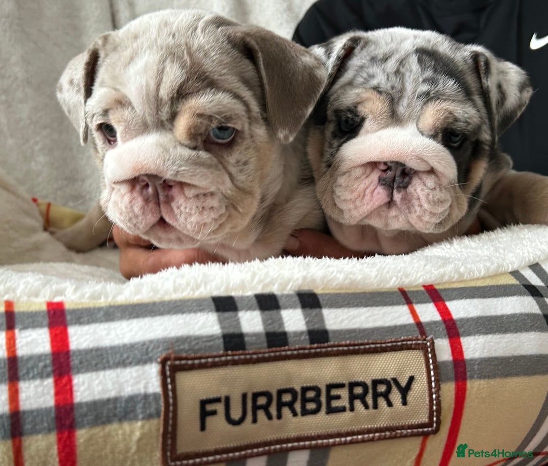English Bulldog dogs for sale: LAST BOY ENGLISH BULLDOG PUP in South Ockendon - Image 5