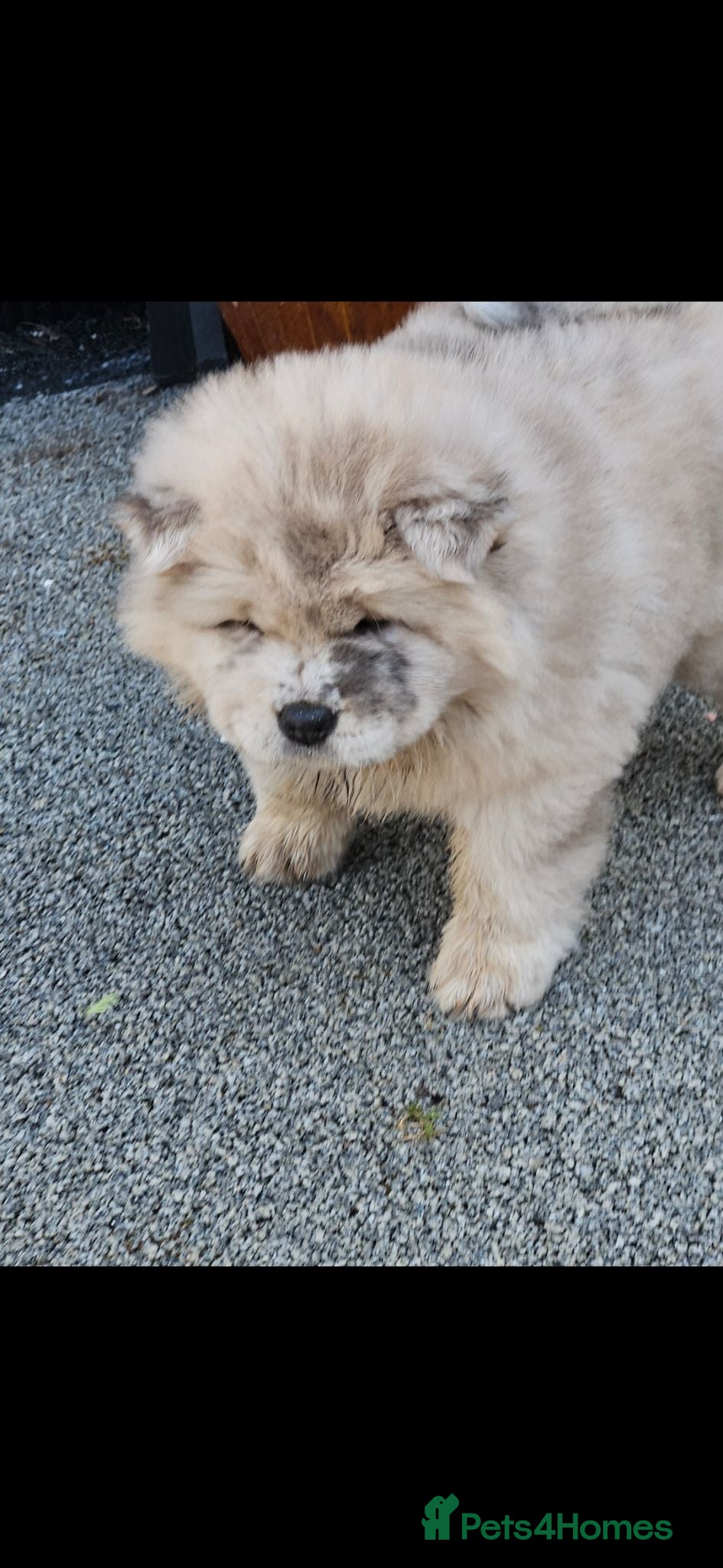 Chow Chow dogs Chow chow merle girl  - Advert 3