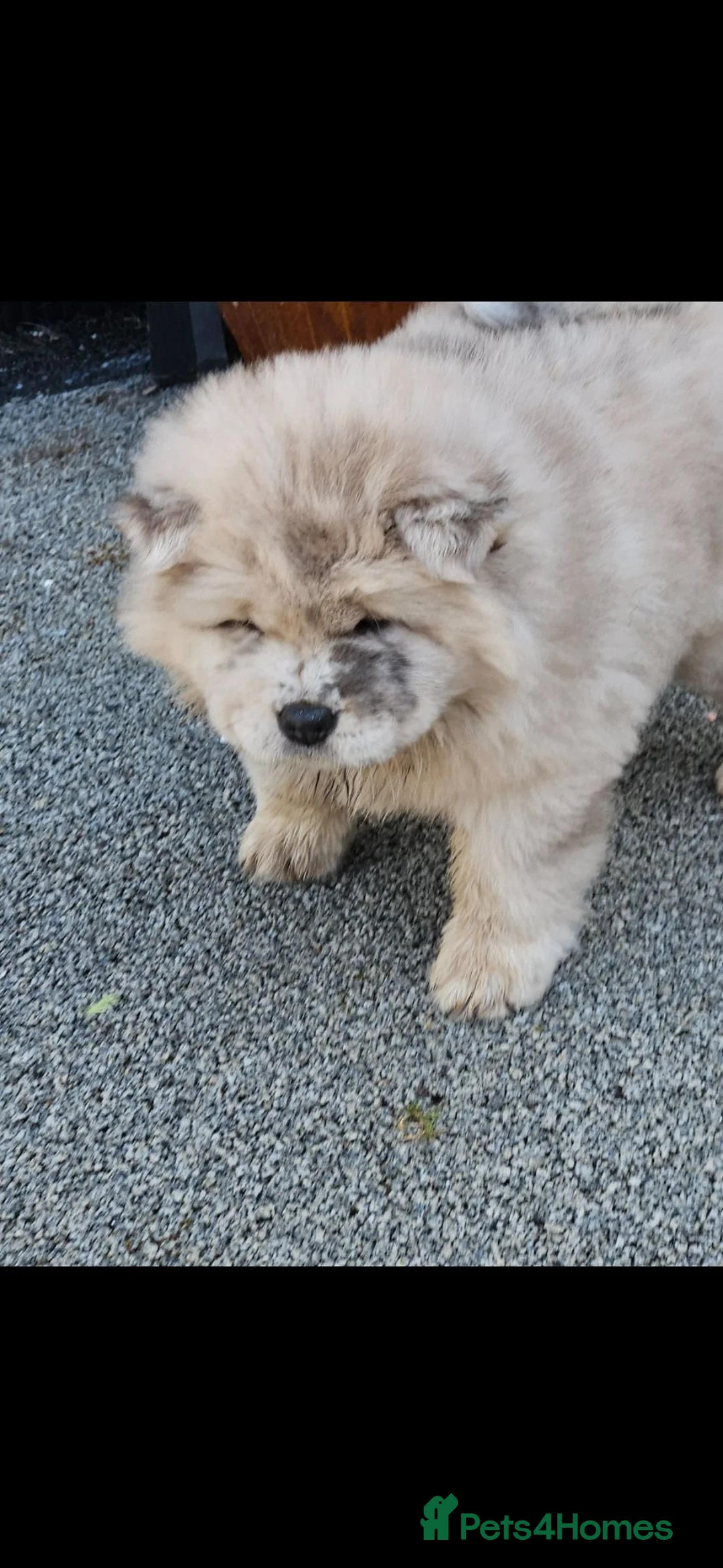 Chow Chow dogs for sale: Chow chow merle girl  - Advert 1