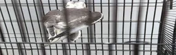 Cockatiels birds for sale: Female cockatiel  - Advert 4
