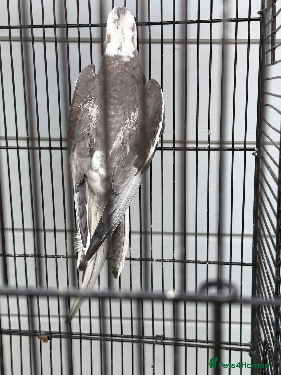 Cockatiels birds for sale: Female cockatiel  - Advert 4
