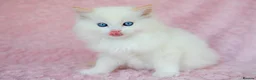 Ragdoll cats for sale: Stunning Ragdolls Available Now. - Advert 7
