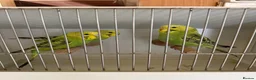 Budgerigars birds for sale: Baby budgies for sale in Bilston - Advert 2