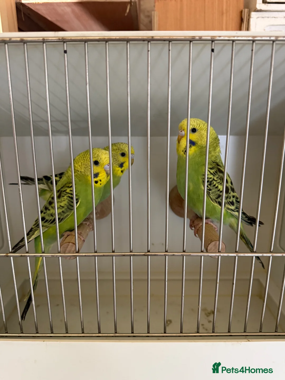 Budgerigars birds for sale: Baby budgies for sale in Bilston - Advert 2