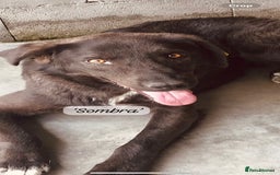 Mixed Breed dogs for adoption: Sombra, 1.5 yrs approx  Available for adoption  in Brixham - Image 1