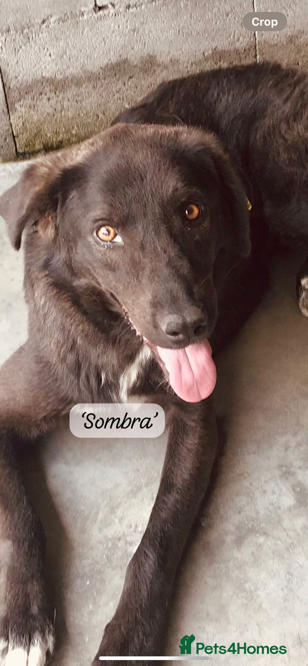 Mixed Breed dogs for adoption: Sombra, 1.5 yrs approx  Available for adoption  in Brixham - Image 1