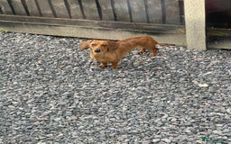 Miniature Dachshund dogs for sale: Red dapple miniature dachshund  - Image 1