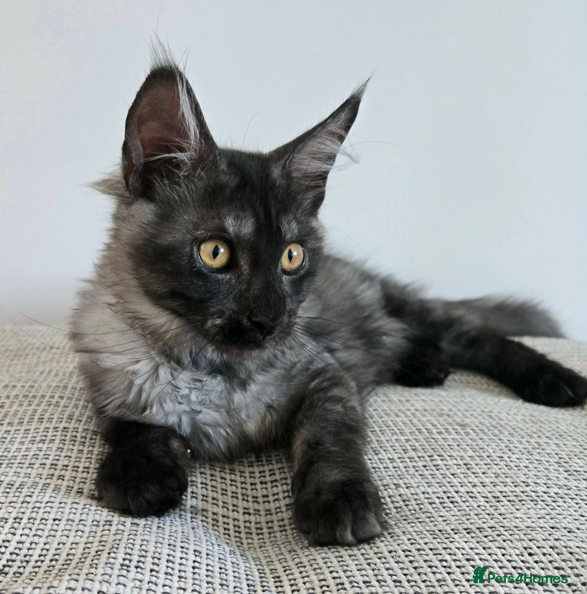 Maine Coon cats Last Maine coon girl. - Advert 2