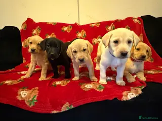 Labrador Retriever dogs Now have 5 Labrador Retriever Puppies for Sale 🐾 - Advert 14