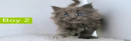 Maine Coon cats for sale: DNA health tested Maine coon kittens  - Advert 38