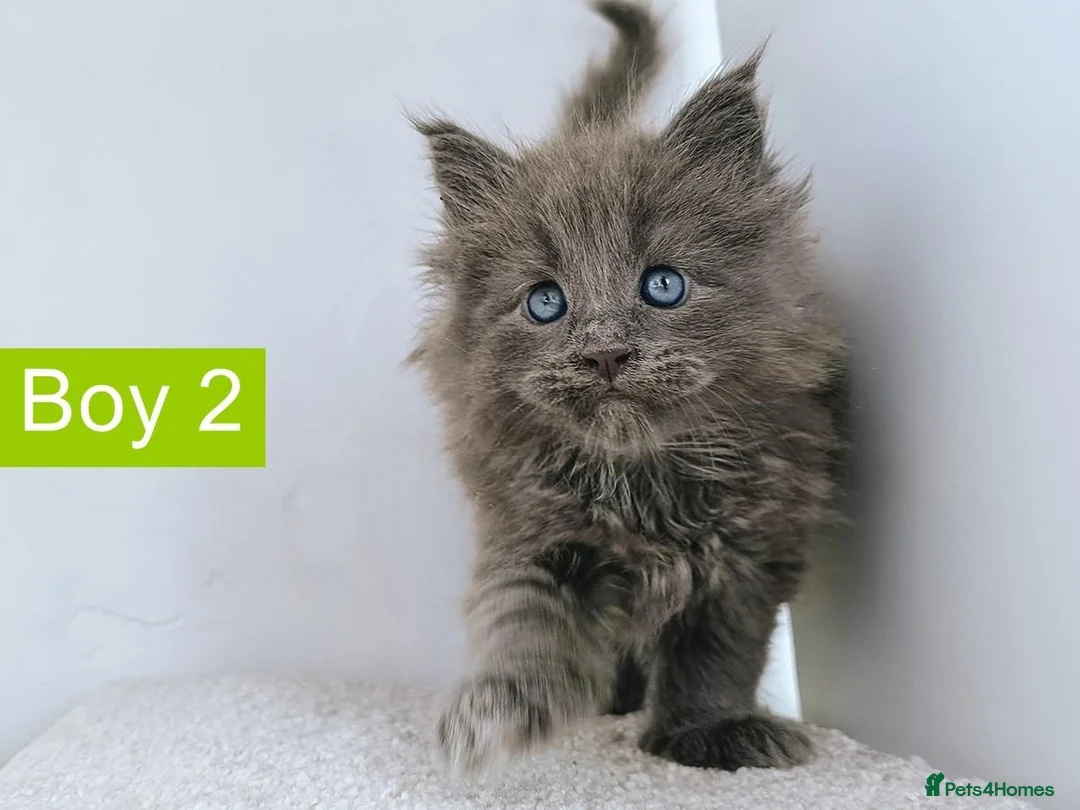 Maine Coon cats for sale: DNA health tested Maine coon kittens  - Advert 38