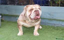 English Bulldog dogs for stud: Chocolate and tan Merle English bulldog  - Image 5