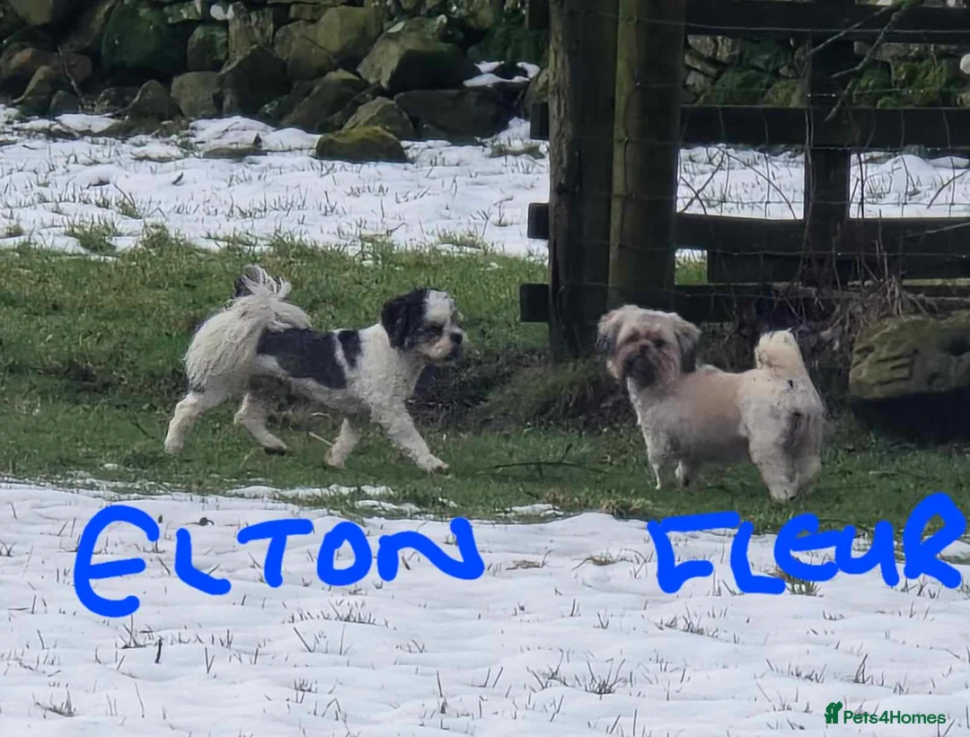 Lhasa Apso dogs for sale: Lhasa Apso Puppies, full of Mischief - Advert 1