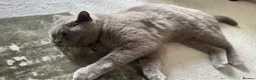 British Shorthair cats for sale: Beautiful adult british shorthair  - Advert 4